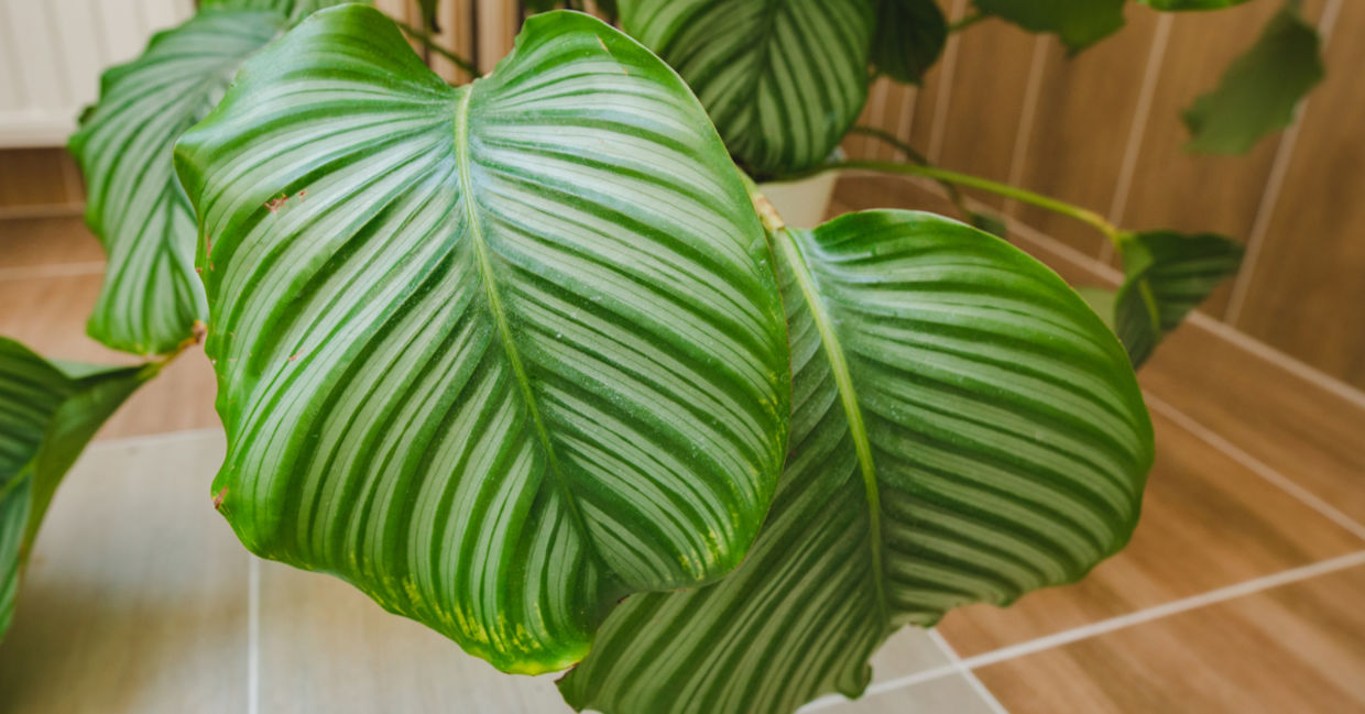Calathea Rattlesnake leaves