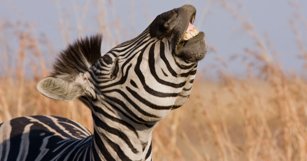 Zebra laughing. Zebra laughing.