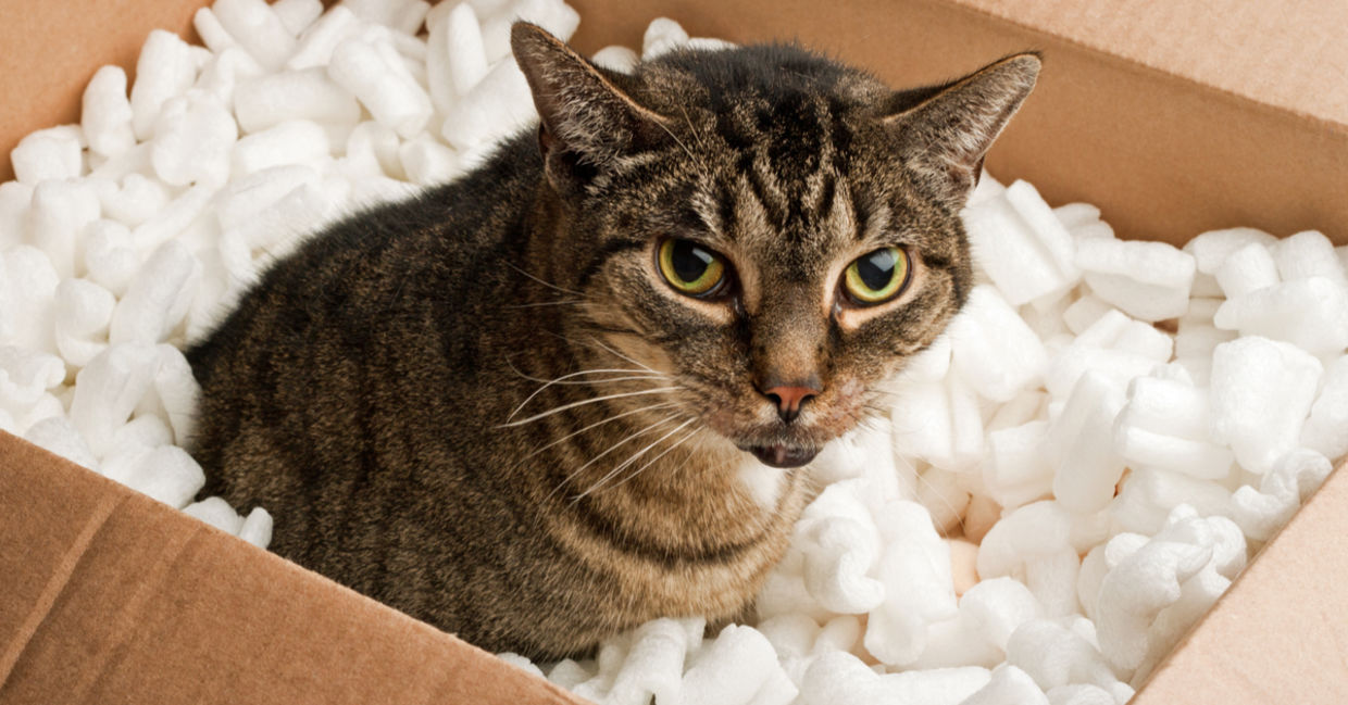 Packing peanuts cushion anything. Packing peanuts cushion anything.