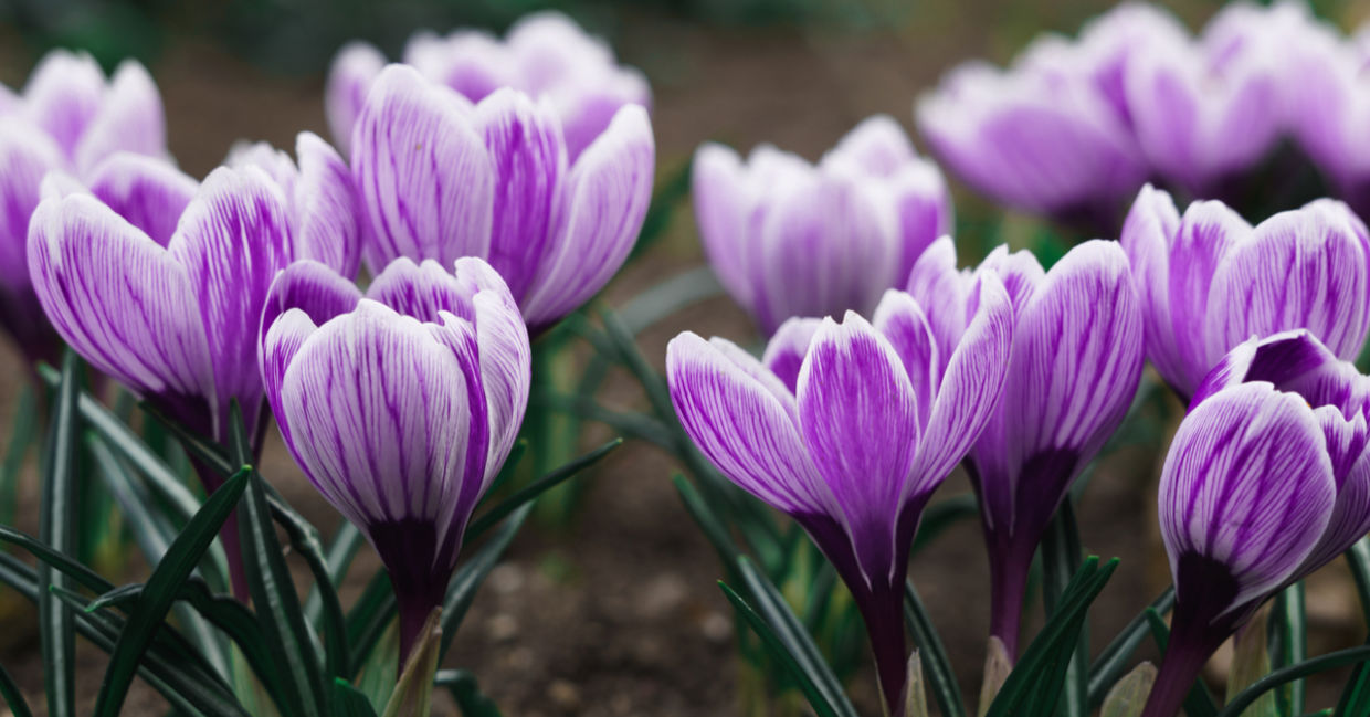 Beautiful flowers. Beautiful flowers.