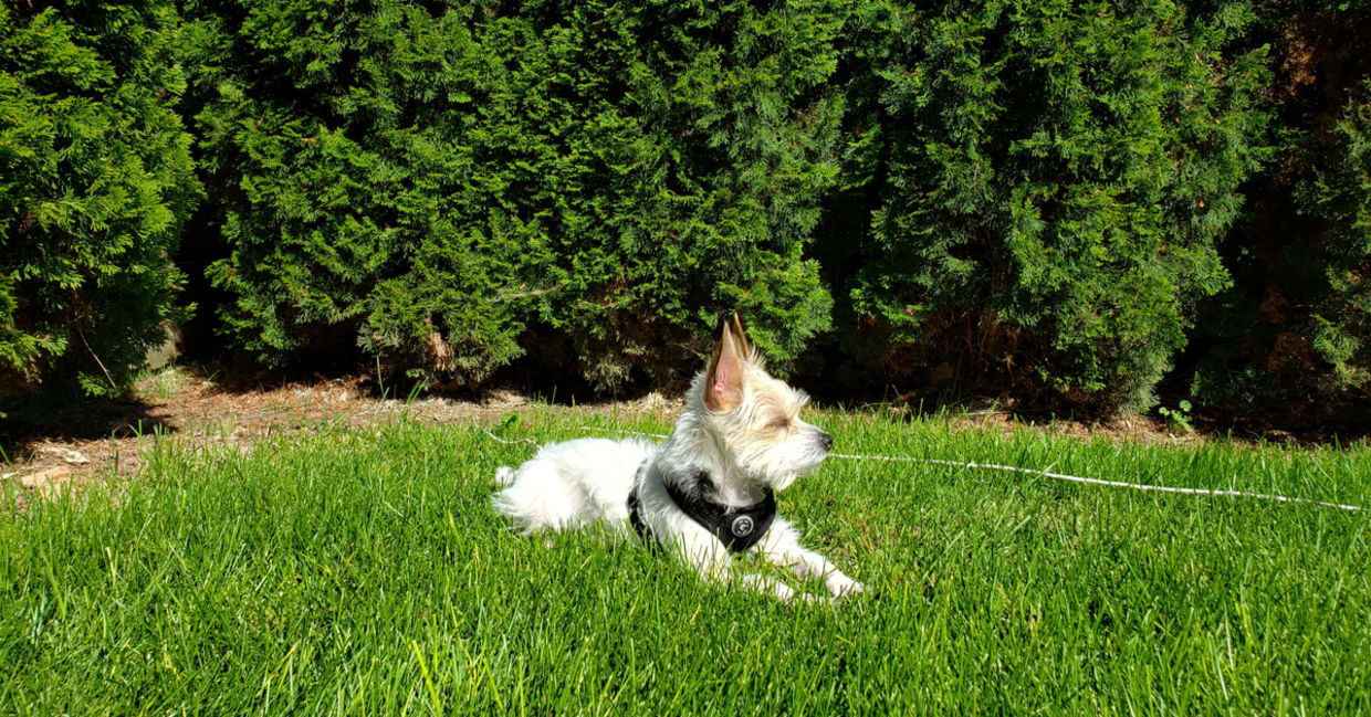 A lush buffalo grass lawn. A lush buffalo grass lawn.