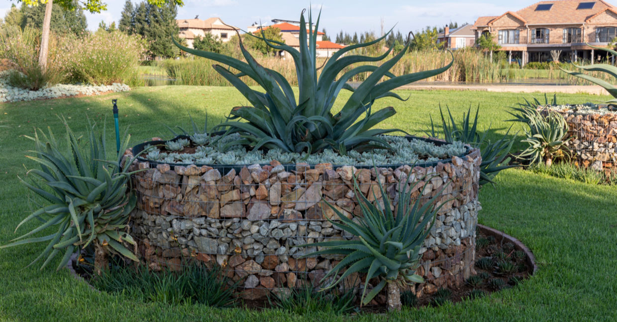 Aloe vera is part of this succulent garden. Aloe vera is part of this succulent garden.