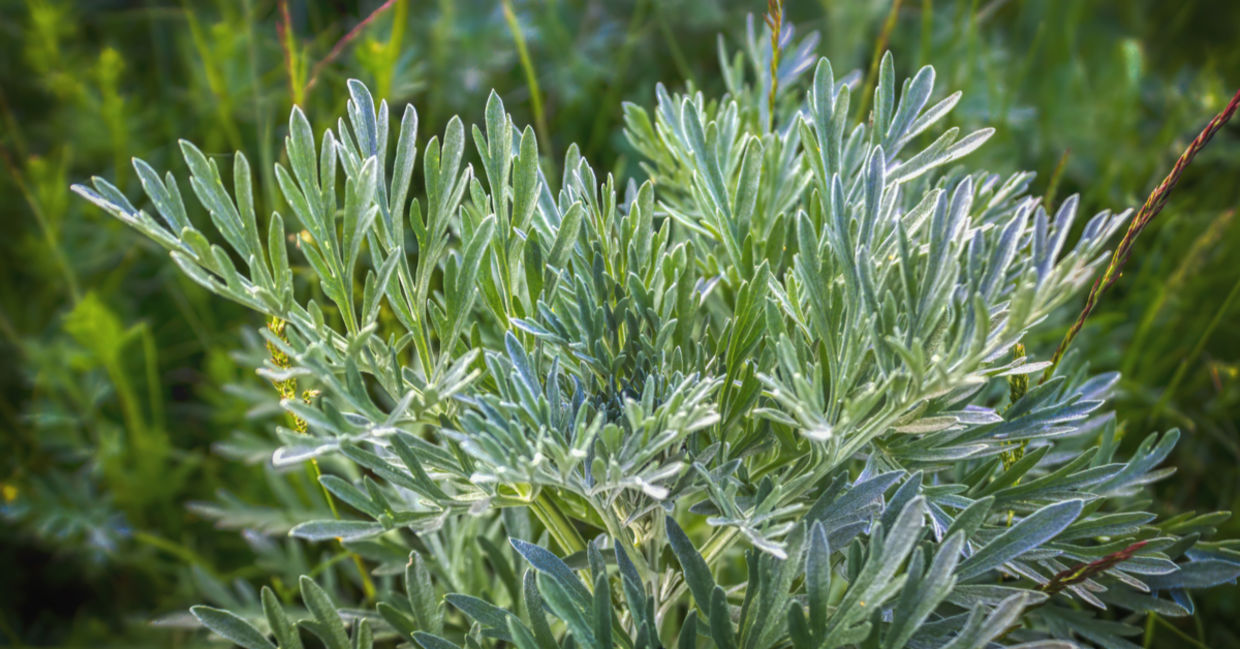 Artemisia is a drought- tolerant plant. Artemisia is a drought- tolerant plant.