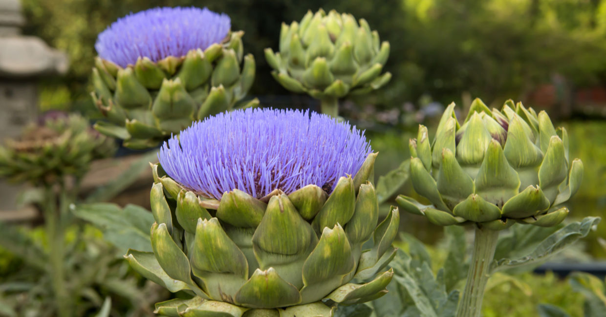 Artichokes in a garden. Artichokes in a garden.