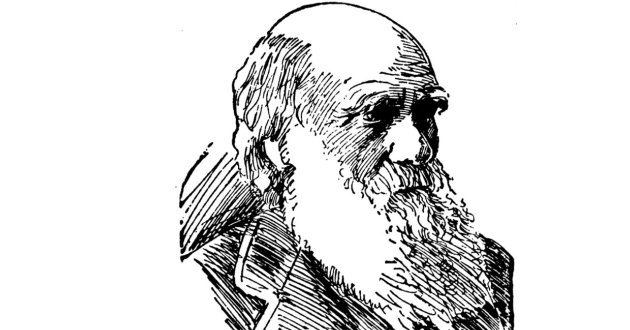 a drawing of Charles Darwin. a drawing of Charles Darwin.