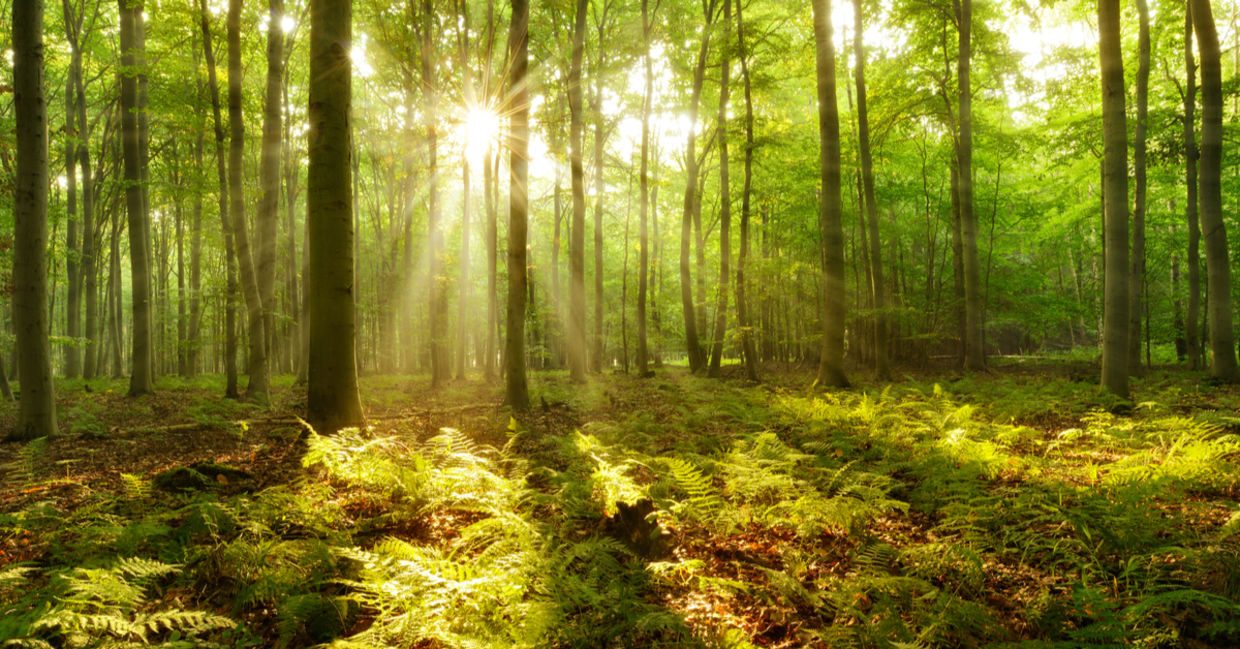Sunlight filtering through a forest. Sunlight filtering through a forest.
