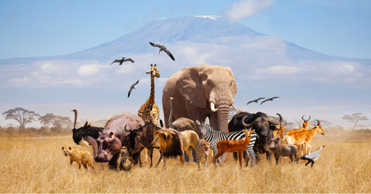 Wild animals in Africa.