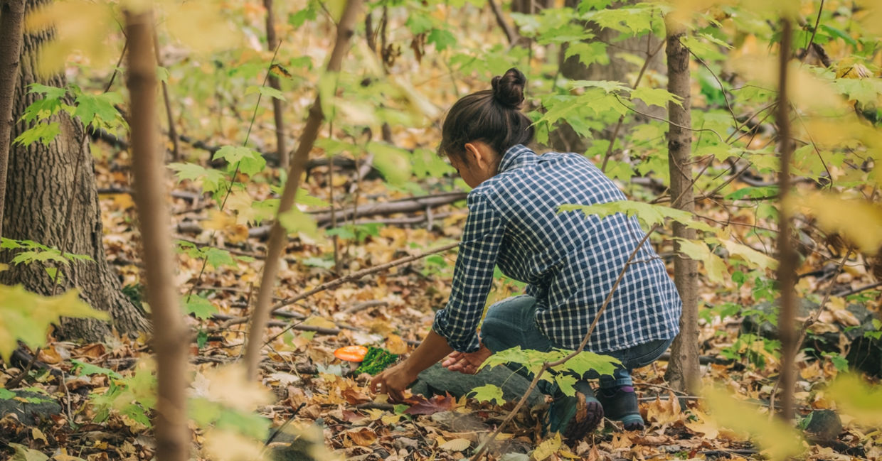 A woman forages for edible mushrooms. A woman forages for edible mushrooms.