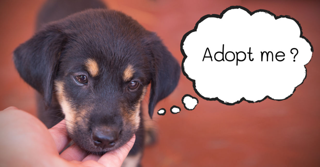 Give him his forever home. Give him his forever home.
