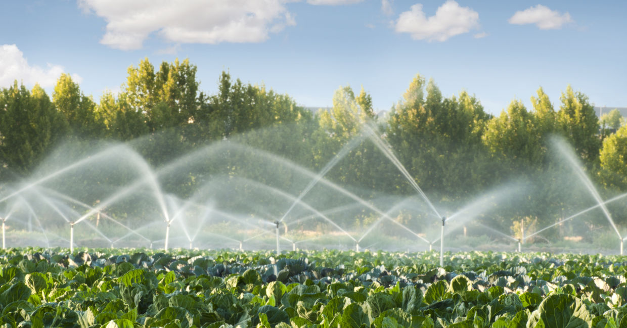 Irrigating greens.