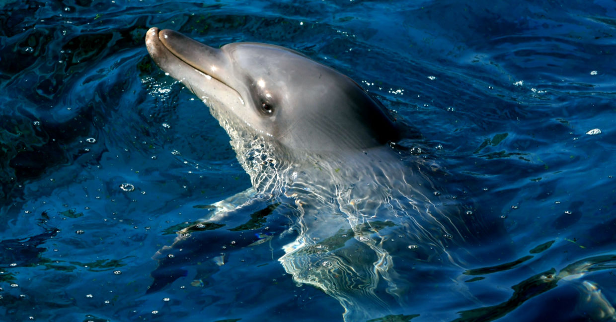 Portrait of an Indian Ocean bottlenose dolphin in blue water Portrait of an Indian Ocean bottlenose dolphin in blue water