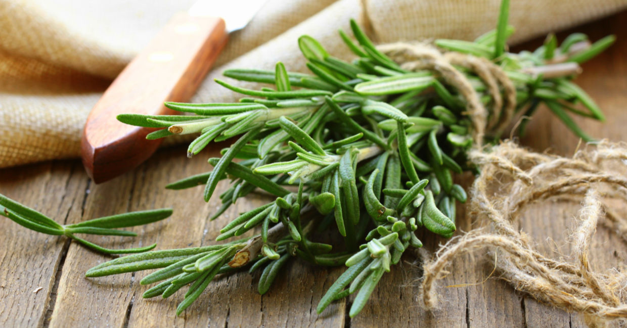Fresh rosemary has many benefits. Fresh rosemary has many benefits.