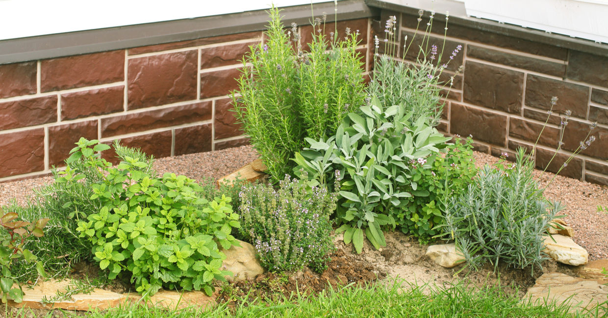 Plant rosemary near your patio to control mosquitos. Plant rosemary near your patio to control mosquitos.