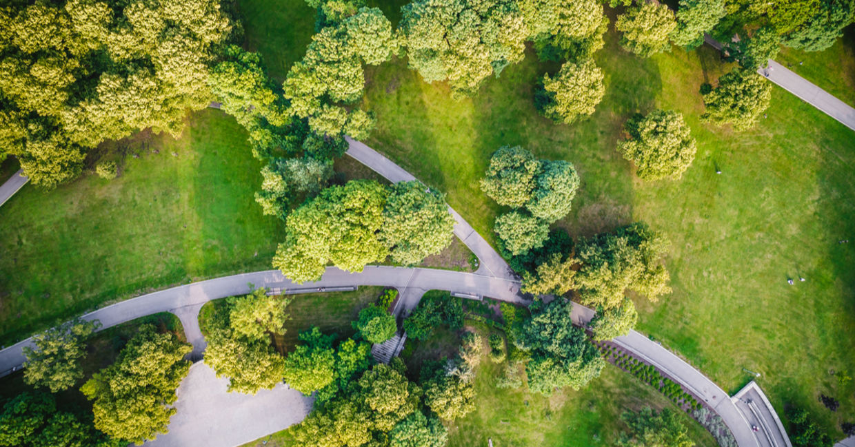Urban trees