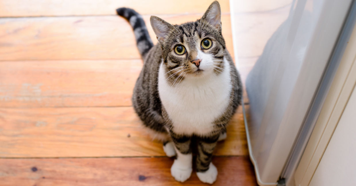 A tabby cat sits outside a door. A tabby cat sits outside a door.