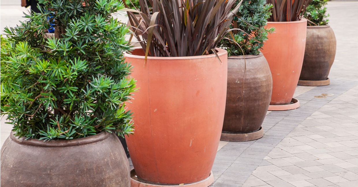 Outdoor potted plants sitting on saucers. Outdoor potted plants sitting on saucers.
