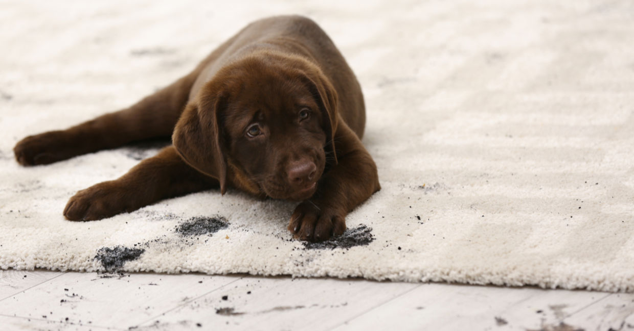 Clean dirty paw prints with this natural carpet cleaner. Clean dirty paw prints with this natural carpet cleaner.