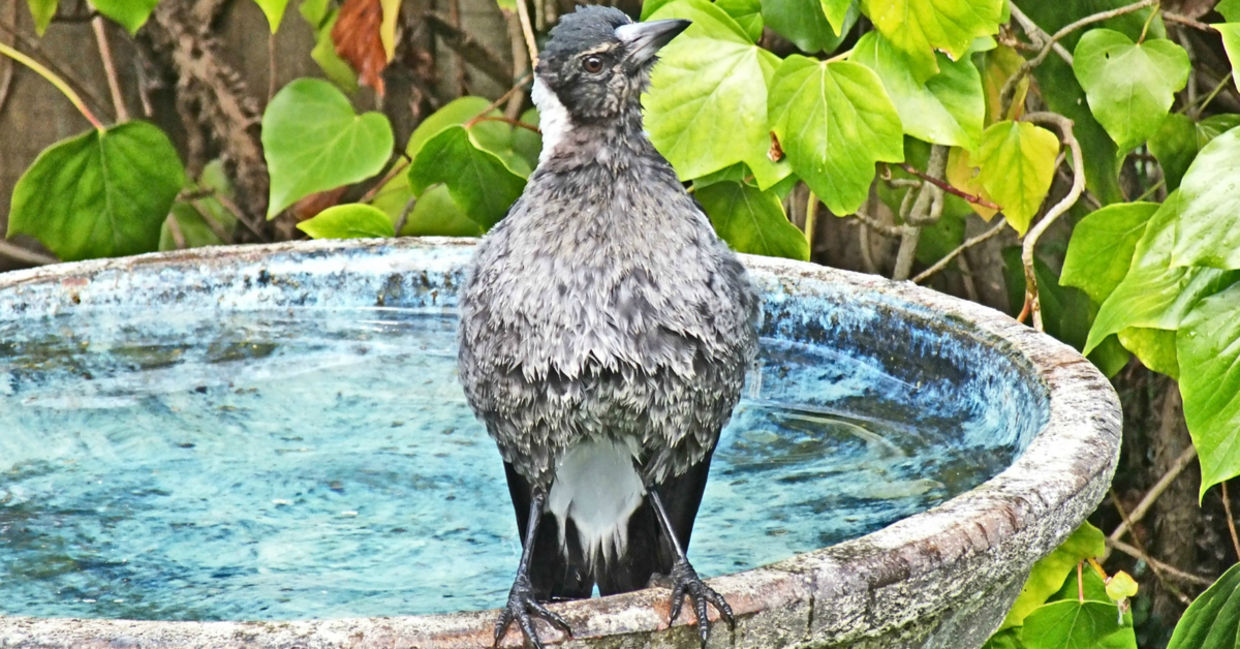 Fledgling Australian magpie having his first bath on a hot summer day Fledgling Australian magpie having his first bath on a hot summer day