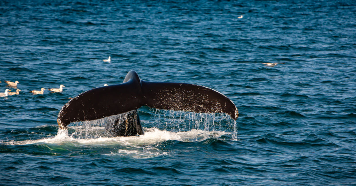 The tail of a right whale in the ocean The tail of a right whale in the ocean