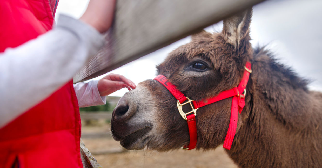 Mini donkeys are great support animals Mini donkeys are great support animals