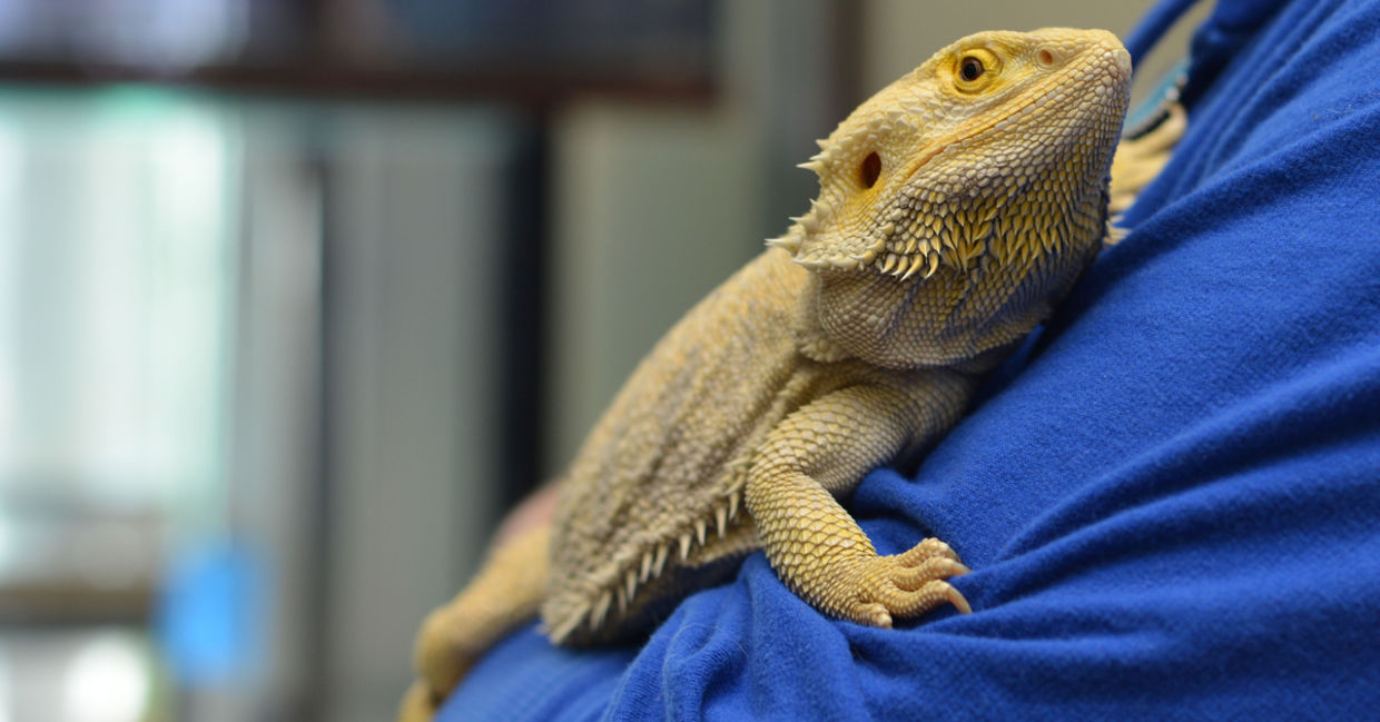 A lizard can be a PSA. A lizard can be a PSA.