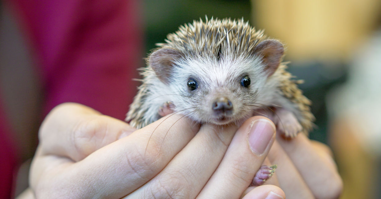 You can pet the soft bellies of hedgehogs. You can pet the soft bellies of hedgehogs.
