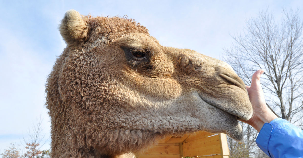 Camels are unusual support animals. Camels are unusual support animals.