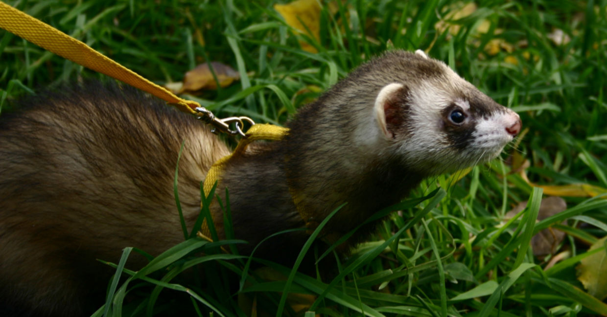 a ferret is easily trained. a ferret is easily trained.
