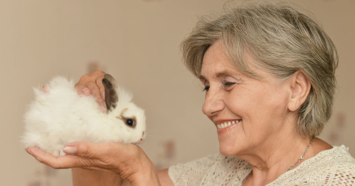 A senior woman petting comfort bunny. A senior woman petting comfort bunny.