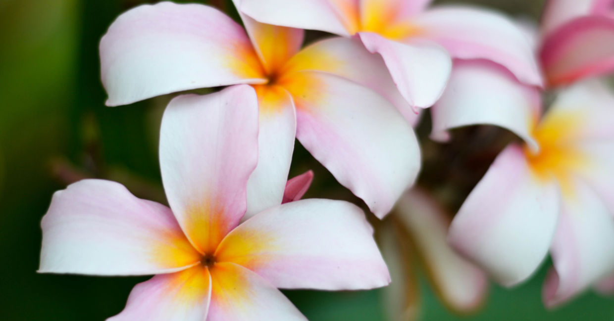 A fragrant champa flower. A fragrant champa flower.