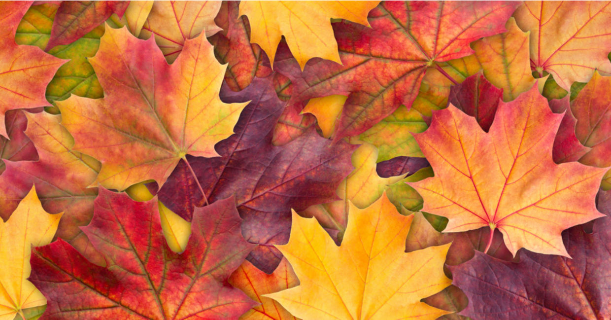 Fall leaves are very colorful.