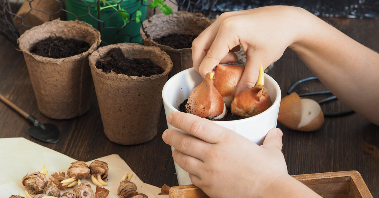 Child planting tulip bulbs Child planting tulip bulbs