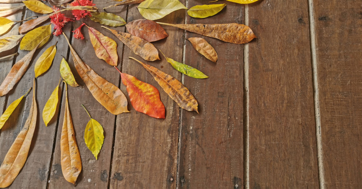 Mandala made from colorful fall leaves Mandala made from colorful fall leaves