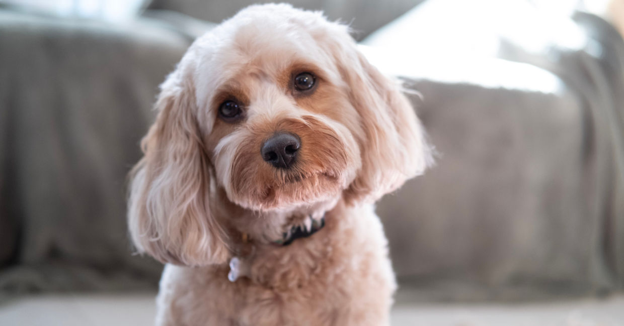 Sweet Cavapoo dog listening attentively Sweet Cavapoo dog listening attentively