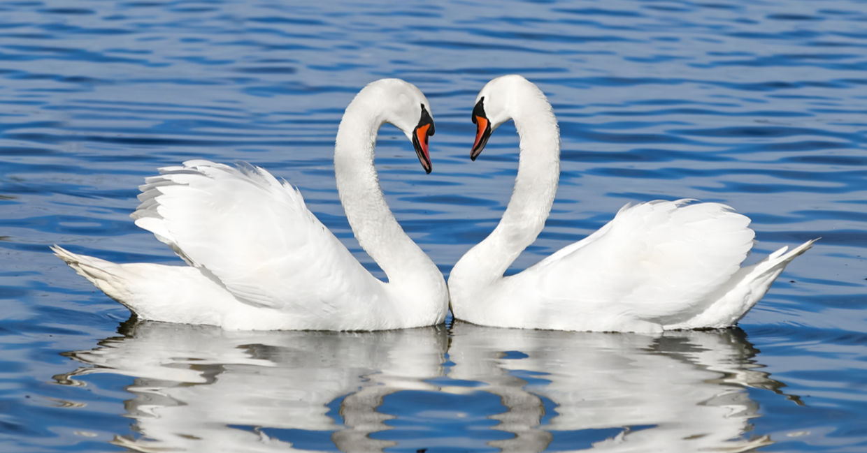 Two swans. Two swans.