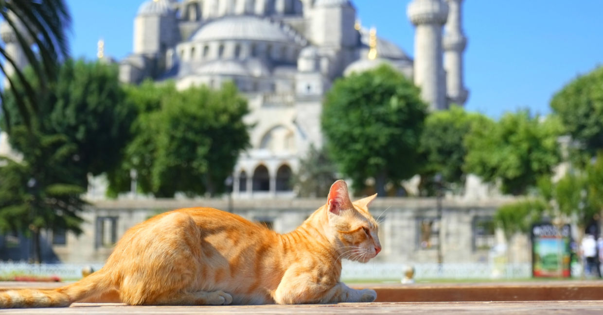 Ginger cat sleeping on a bench in front of the Blue Mosque ( Sultan Ahmet Camii ) in Istanbul, Turkey Ginger cat sleeping on a bench in front of the Blue Mosque ( Sultan Ahmet Camii ) in Istanbul, Turkey