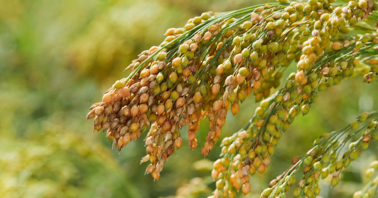 Millet is a cereal grain that is packed full of vitamins and minerals. Millet is a cereal grain that is packed full of vitamins and minerals.