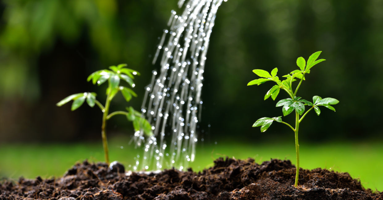 Watering spring seedlings with a healthy, organic DIY liquid feed. Watering spring seedlings with a healthy, organic DIY liquid feed.