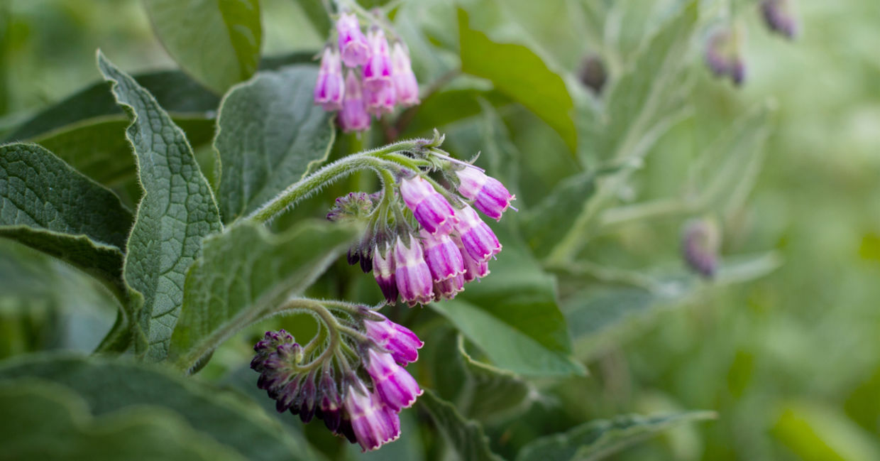 Comfrey flowers and leaves. Comfrey flowers and leaves.