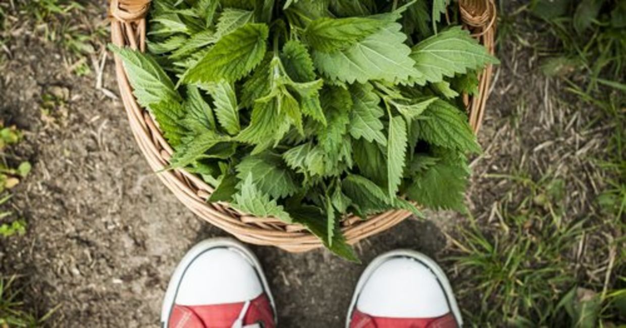 A basket of freshly picked nettles. A basket of freshly picked nettles.