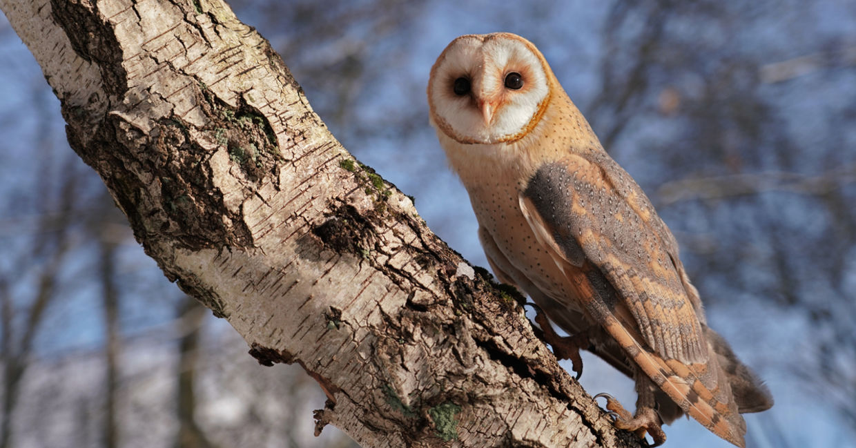Barn owl climbs up a birch tree Barn owl climbs up a birch tree