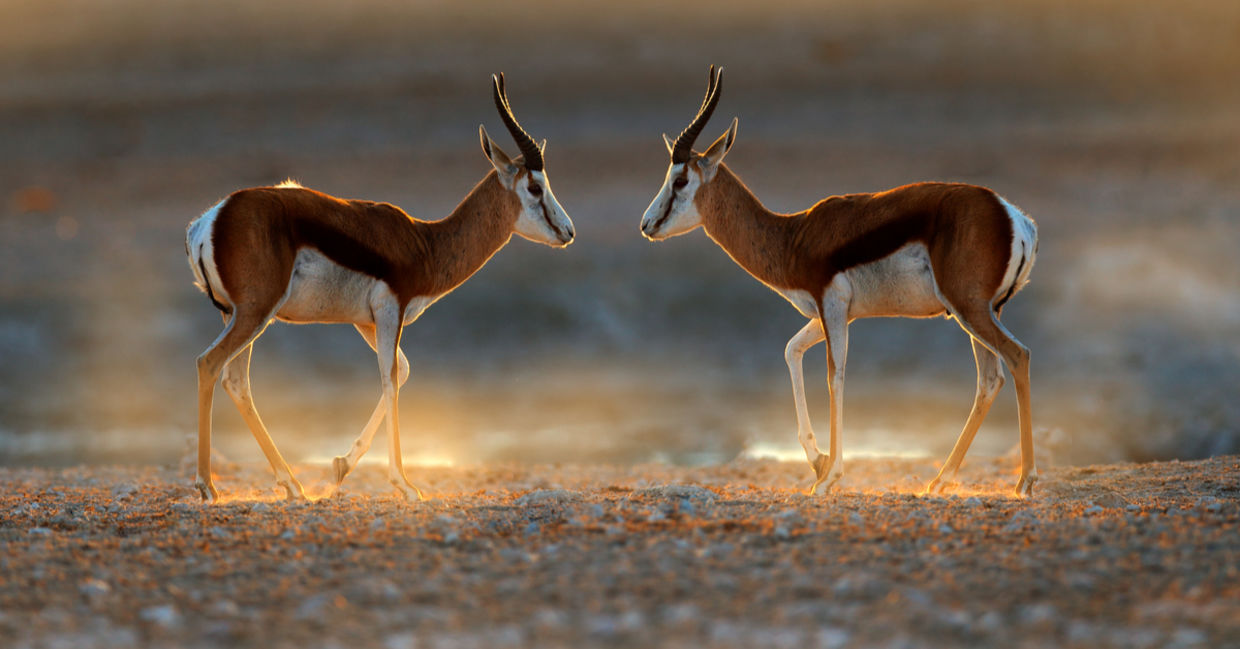 Springbok antelope seen on sunset on safari in Namibia Springbok antelope seen on sunset on safari in Namibia