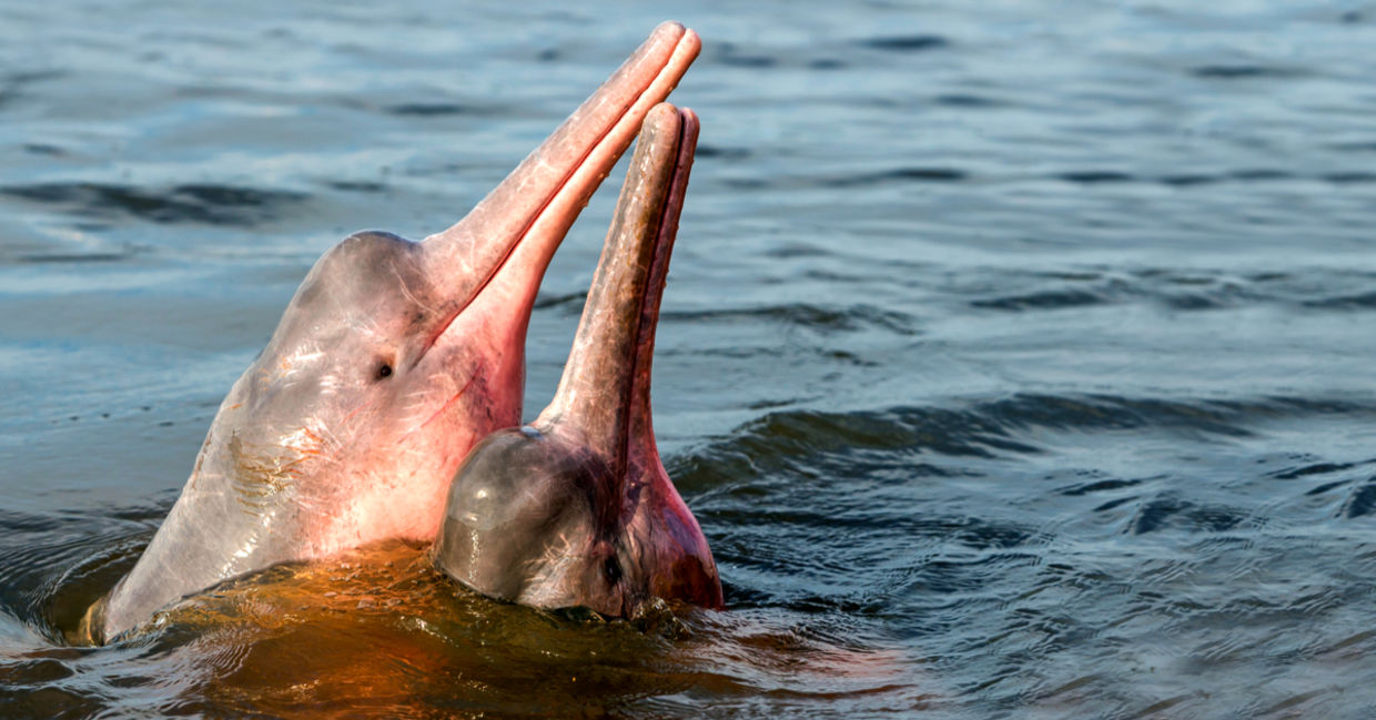 Amazon River Dolphin Amazon River Dolphin