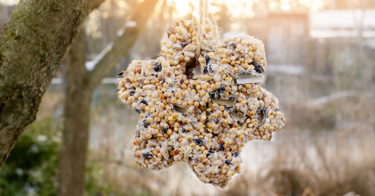 Homemade suet is hanging from a tree branch in a wintery garden. Homemade suet is hanging from a tree branch in a wintery garden.