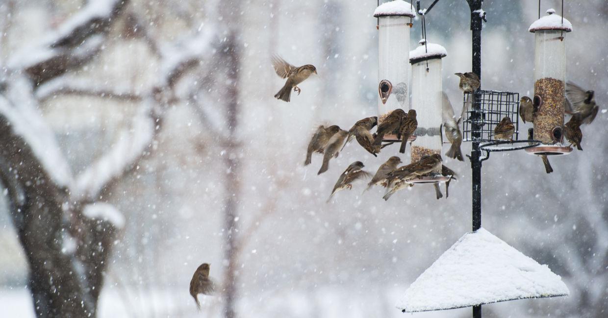 Winter birds flock around a snowy feeder with homemade suet cakes, a sight much loved by birders. Winter birds flock around a snowy feeder with homemade suet cakes, a sight much loved by birders.