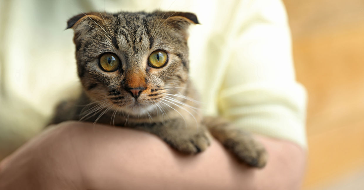 Volunteer at an animal shelter. Volunteer at an animal shelter.