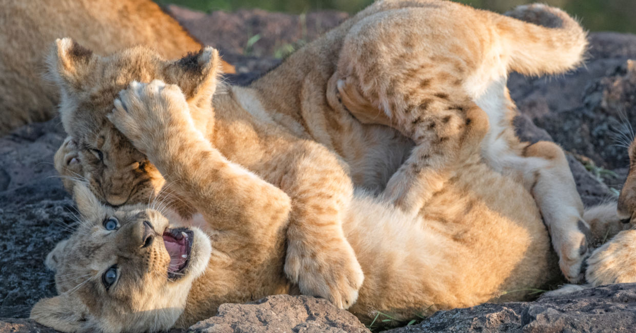 Animals playing. Animals playing.