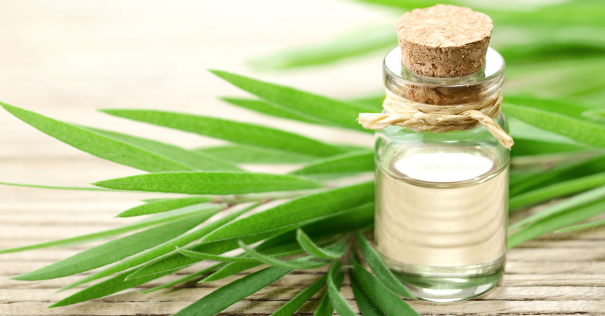 This essential oil is made from tea tree leaves. This essential oil is made from tea tree leaves.