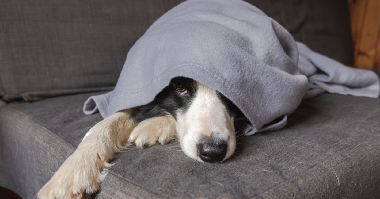 A border collie, hiding from the cold, lies under a blanket. A border collie, hiding from the cold, lies under a blanket.