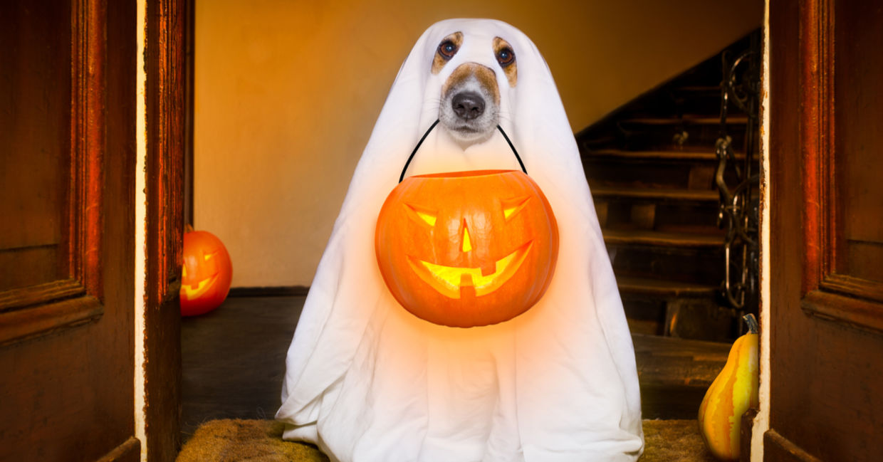 DIY dog costume.